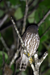 Ninox japonica