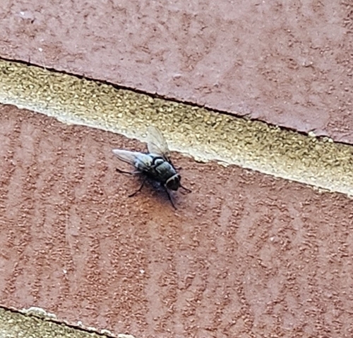 Unknown species found near Sixth & Peabody (SW Corner), Champaign, IL 61820, USA
