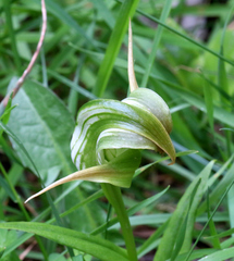 Pterostylis patens