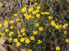 Thymophylla pentachaeta