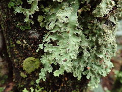Pseudocyphellaria glabra