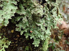 Pseudocyphellaria glabra