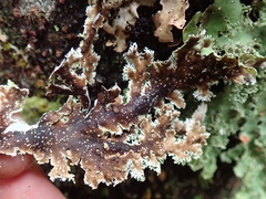 Pseudocyphellaria glabra
