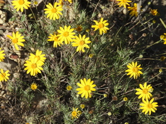 Thymophylla pentachaeta