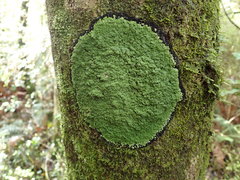 Xanthopsoroma contextum