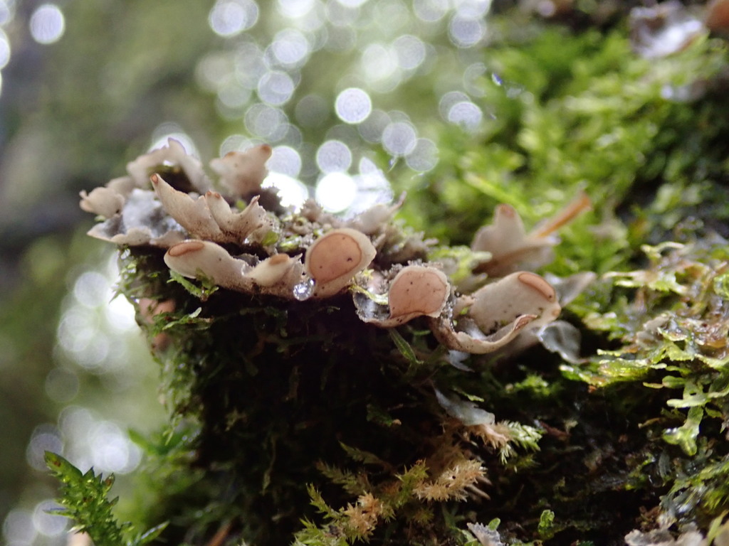 Kidney Lichens (Macrolichens Genera Of The Pacific Northwest ...