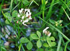 Trifolium clypeatum