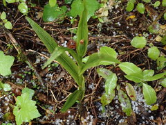 Pterostylis cardiostigma