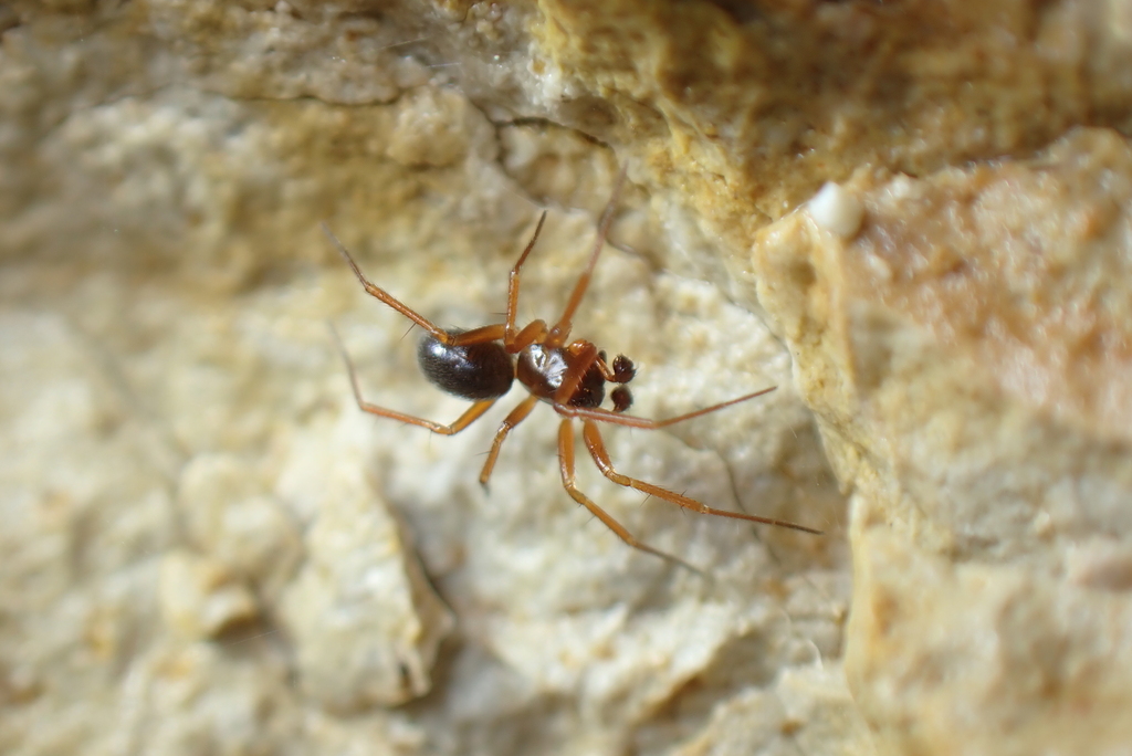 Porrhomma convexum