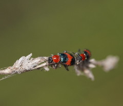 Dicranolaius cinctus