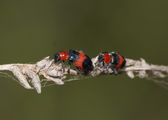 Dicranolaius cinctus