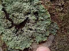 Menegazzia nothofagi