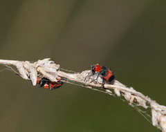 Dicranolaius cinctus