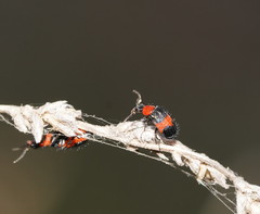 Dicranolaius cinctus