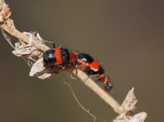 Dicranolaius cinctus