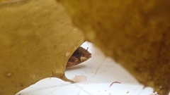Notoclinus compressus