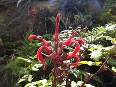 Lobelia tupa