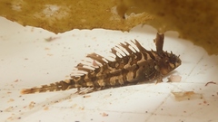 Notoclinus compressus
