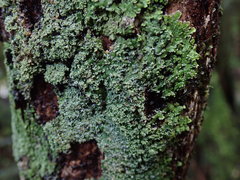 Pannaria minutiphylla