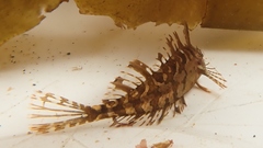 Notoclinus compressus
