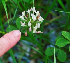 Trifolium clypeatum
