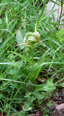 Pterostylis patens