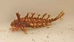 Notoclinus compressus