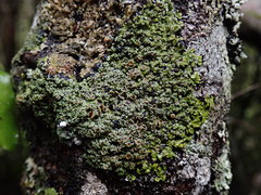 Pannaria sphinctrina