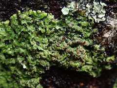 Pannaria sphinctrina