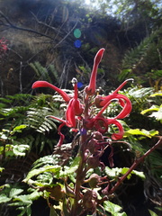 Lobelia tupa