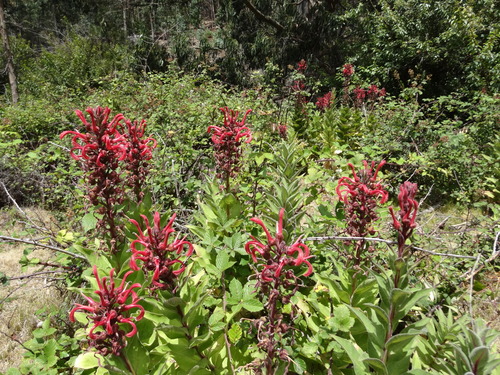 Image of Lobelia tupa by (c) Erasmo Macaya Horta, some rights reserved (CC BY)