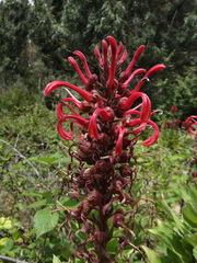Lobelia tupa