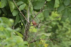 Lagonosticta rhodopareia