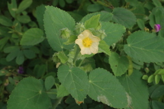 Abutilon indicum
