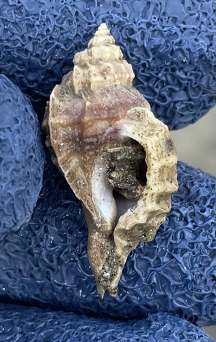 Eupleura muriciformis observed 2025-11-07
