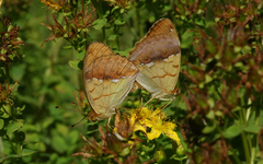 Argynnis laodice