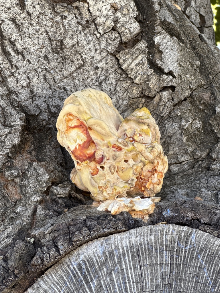 Laetiporus gilbertsonii · November 2025 · photo: © metro_glenn (iNaturalist, cc-by)