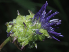 Dasineura phyteumatis