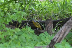 Malaconotus blanchoti