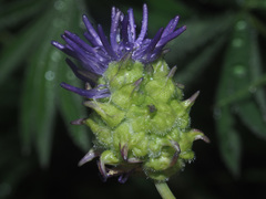Dasineura phyteumatis
