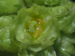 Dasineura phyteumatis