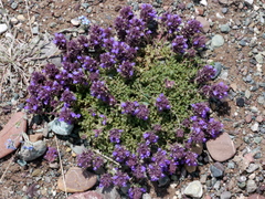 Dracocephalum paulsenii
