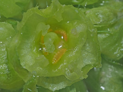 Dasineura phyteumatis