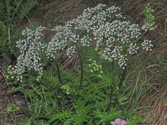 Chaerophyllum villarsii