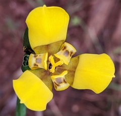 Trimezia martinicensis