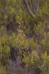 Eulophia tristis