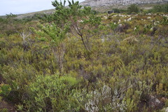 Eulophia tristis