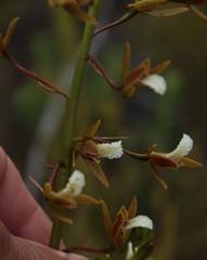 Eulophia tristis