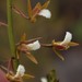 Horned Cinderella Orchid - Photo (c) Tony Rebelo, some rights reserved (CC BY-SA), uploaded by Tony Rebelo
