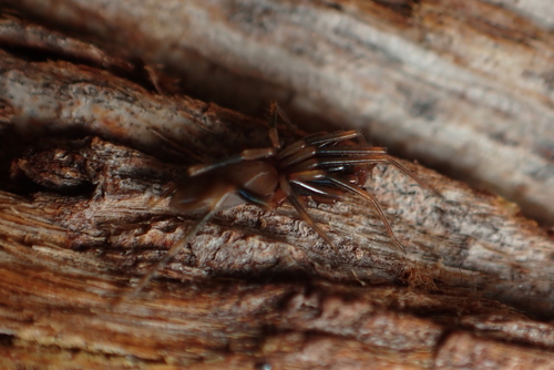 Photo of Sneak Spider (Harpactea hombergi)